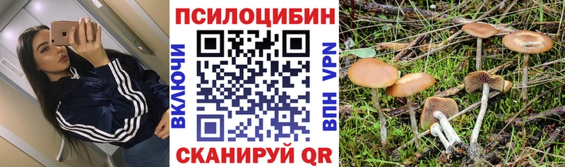 дарнет шоп  Багратионовск  Псилоцибиновые грибы GOLDEN TEACHER 